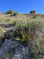 Yucca rupicola