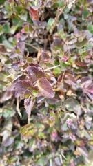 Xanthosia rotundifolia