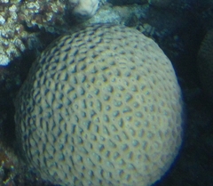 Goniastrea thecata