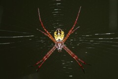 Argiope mangal