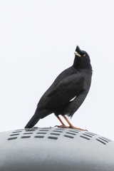 Acridotheres cristatellus