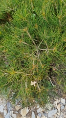 Xanthosia rotundifolia