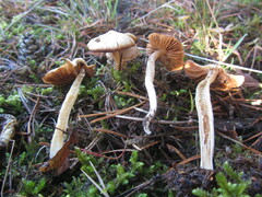 Cortinarius duracinus