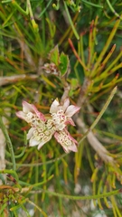 Xanthosia rotundifolia