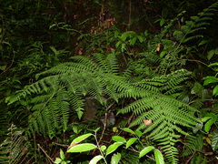 Dennstaedtia obtusifolia