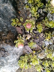 Baccharis caespitosa