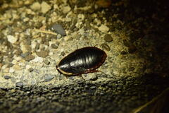 Opisthoplatia orientalis