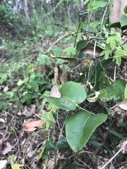 Hypocysta pseudirius