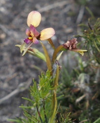 Diuris longifolia