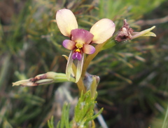 Diuris longifolia