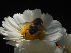 Eristalis cerealis