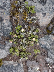 Baccharis caespitosa