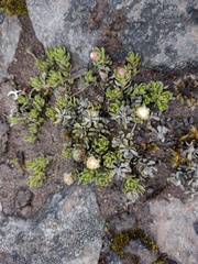 Baccharis caespitosa