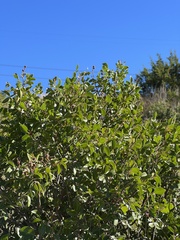 Rhus virens