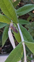Elasmopoda valga
