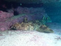 Orectolobus halei