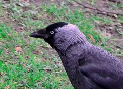 Corvus monedula