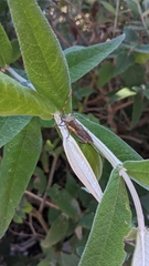 Elasmopoda valga