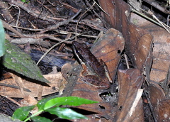 Indosylvirana nicobariensis