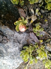 Baccharis caespitosa