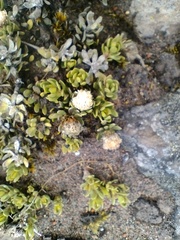 Baccharis caespitosa