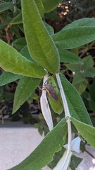 Elasmopoda valga