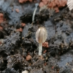 Coprinellus brevisetulosus