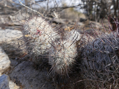 Mammillaria tetrancistra