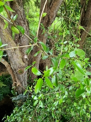 Coprosma ×cunninghamii