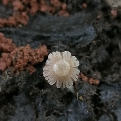 Coprinellus brevisetulosus