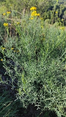 Coronilla juncea