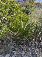 Yucca rupicola