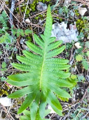 Polypodium cambricum