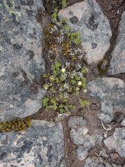Baccharis caespitosa