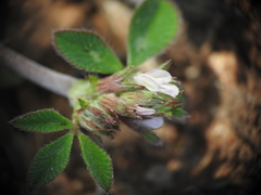 Trifolium scabrum