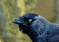 Corvus monedula