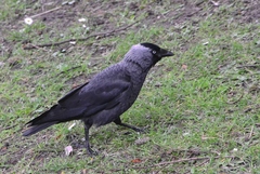 Corvus monedula