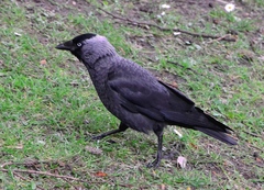 Corvus monedula