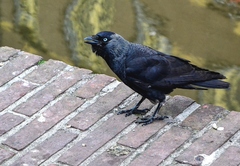 Corvus monedula