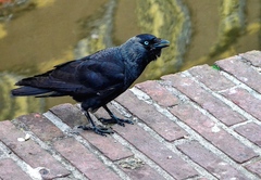 Corvus monedula