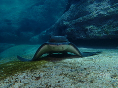 Myliobatis tenuicaudatus