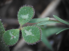 Trifolium scabrum