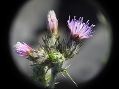 Carduus pycnocephalus