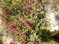 Ruschia virgata
