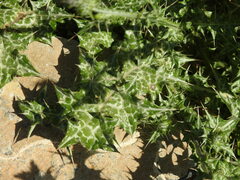 Carduus pycnocephalus