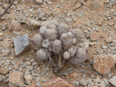 Mammillaria tetrancistra