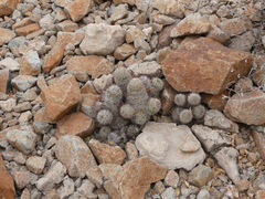 Mammillaria tetrancistra