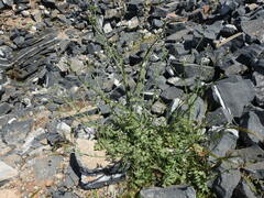 Carduus pycnocephalus