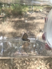 Theclinesthes miskini