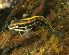 Petroscirtes fallax
